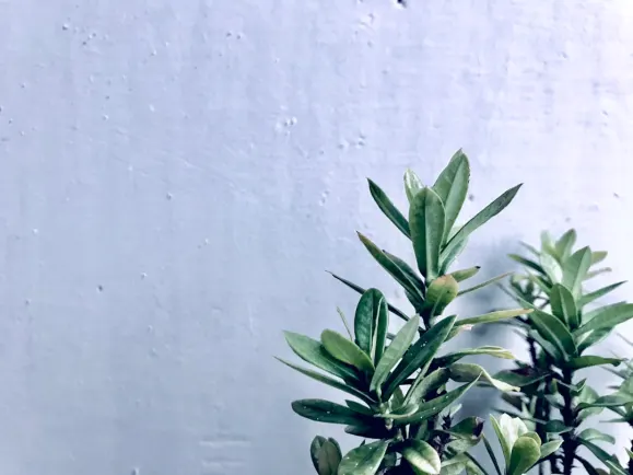 HippoZino Cazino Cazinou Suport